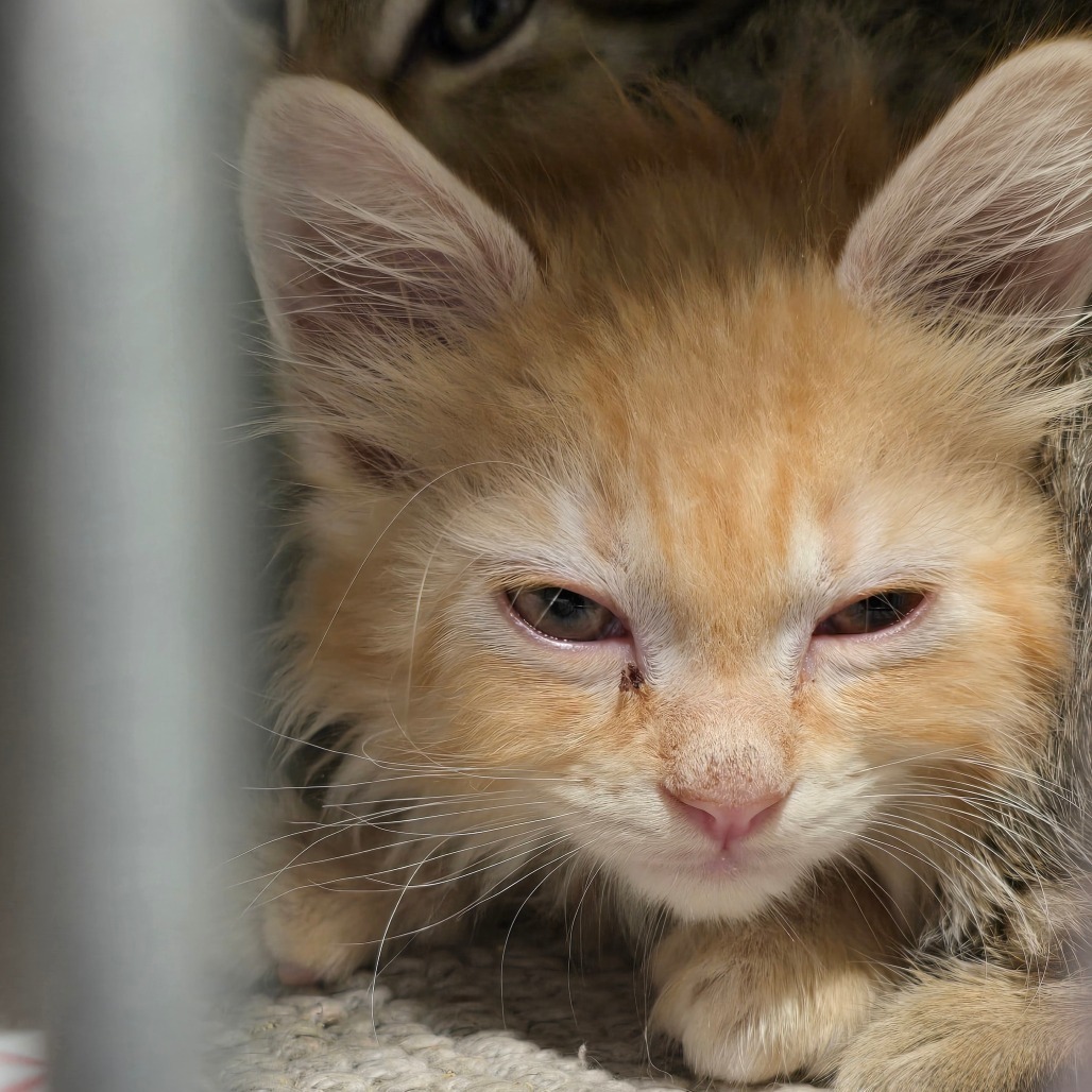 Larry (Orange), an adoptable Domestic Medium Hair in Abilene, TX, 79602 | Photo Image 1