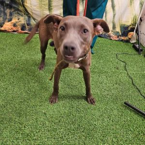 Dory, Adult Female Mixed Breed