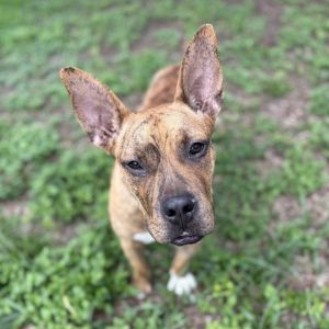 Jason, Adult Male French Bulldog