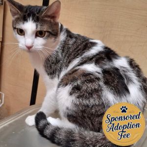 Pinto, Young Male Domestic Short Hair