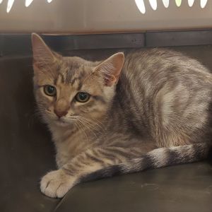Portulacaria, Baby Female Domestic Short Hair