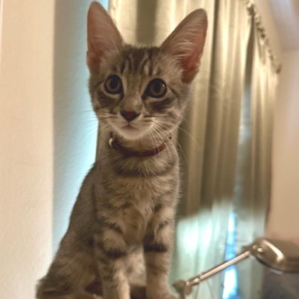 Mango