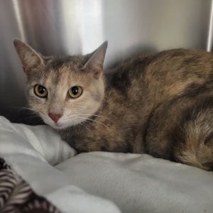 Eggie, Young Female Domestic Short Hair