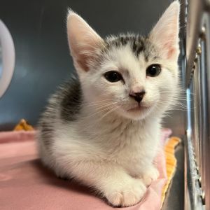 Marco, Baby Female Domestic Short Hair