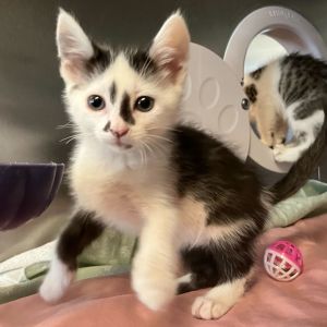 Rosa Domestic Short Hair Cat