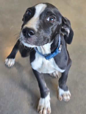 Cal, Baby Male Pointer
