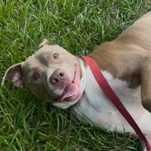Dia, Adult Female Mixed Breed