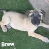 Brew DD photo 4