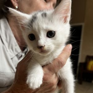 Rascal BD, Baby Male Domestic Short Hair