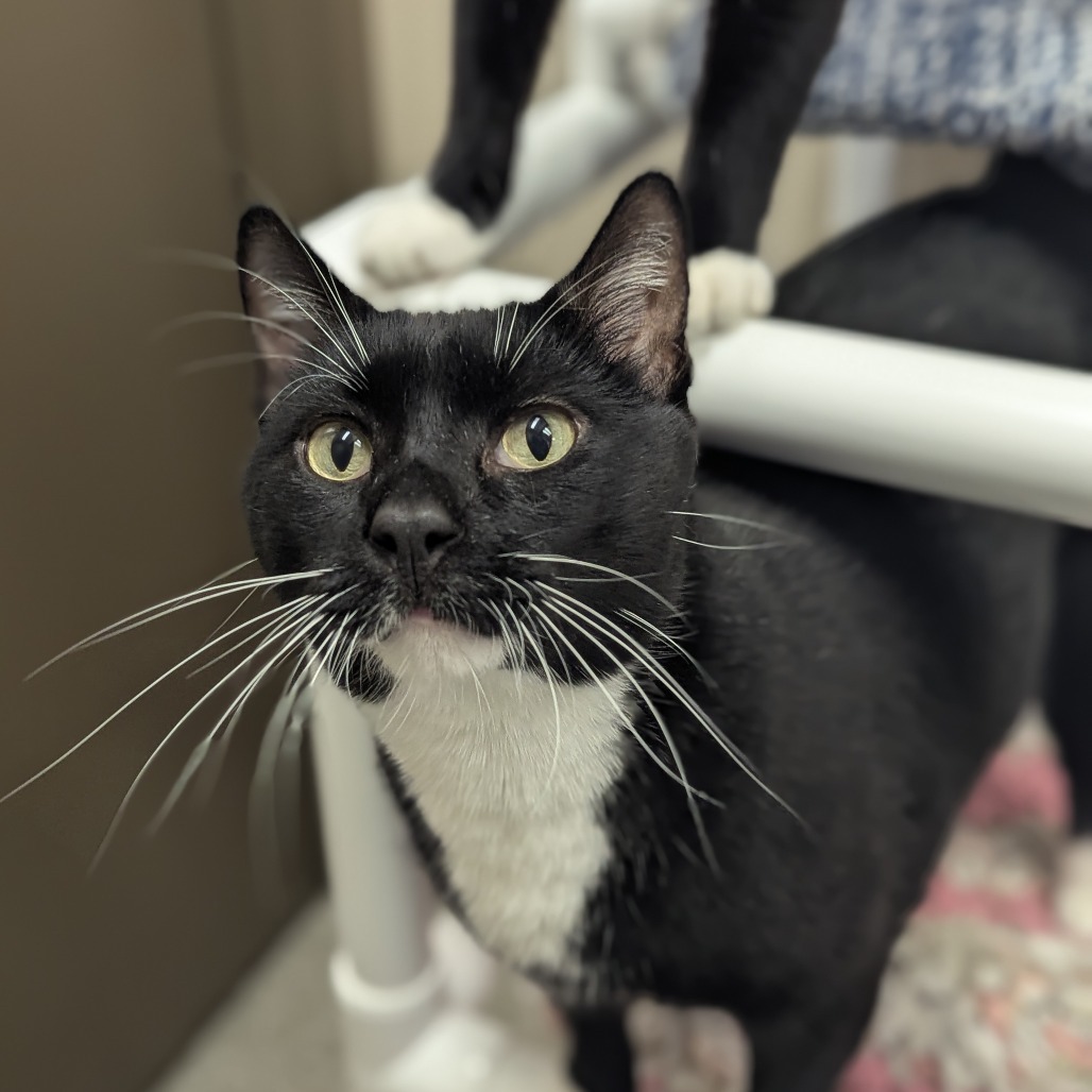 Tux