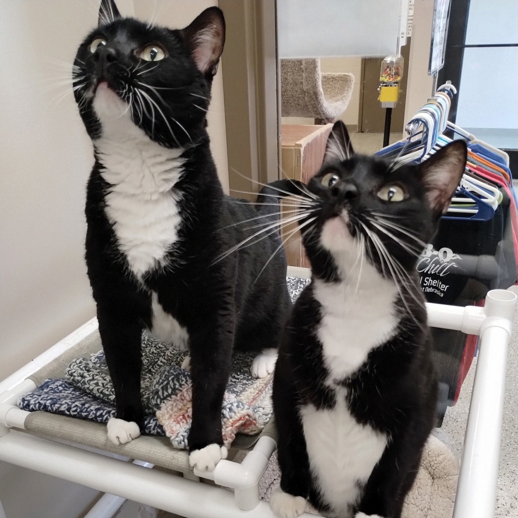 Tux