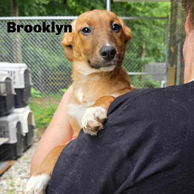 Brooklyn 250511