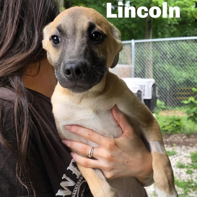 Lincoln 250516
