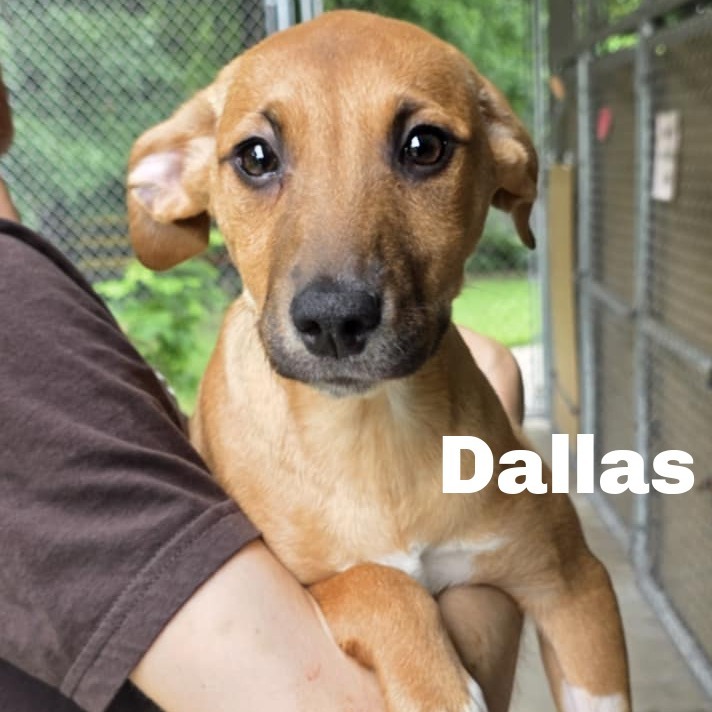 Dallas 250512