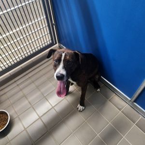 Sebastian, Adult Male Hound