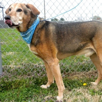 Diesel 3