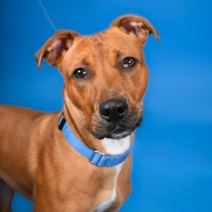 Sally Jo, Adult Female Mixed Breed