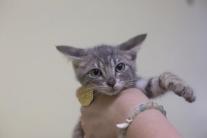 Mighty Mouse, Baby Male Domestic Short Hair