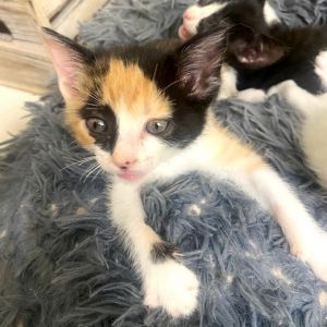 Take the Cake 9, Baby Female Domestic Short Hair