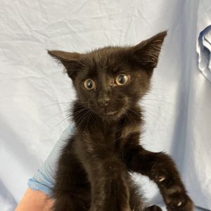 SVAS-Stray-37276, Baby Male Domestic Short Hair