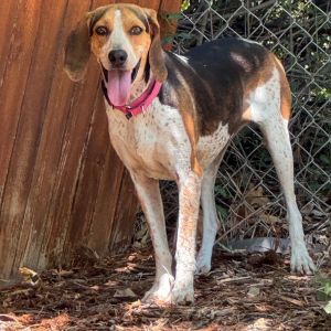 436 (2025) Sassy, Adult Female Treeing Walker Coonhound
