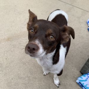 Bonnie, Adult Female Rat Terrier