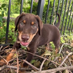 Murphy, Baby Male Mixed Breed