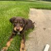 Murphy photo 3