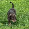 Murphy photo 5