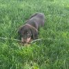 Murphy photo 6