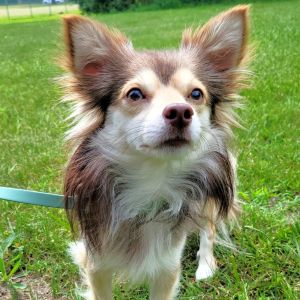Barney, Adult Male Chihuahua