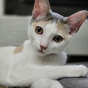 Odessy, Baby Female unknown