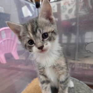 Fern, Baby Female Domestic Short Hair