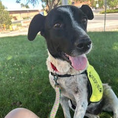 Victoria-Smiley, playful gal! Great with dogs!, Adult Female Mixed Breed