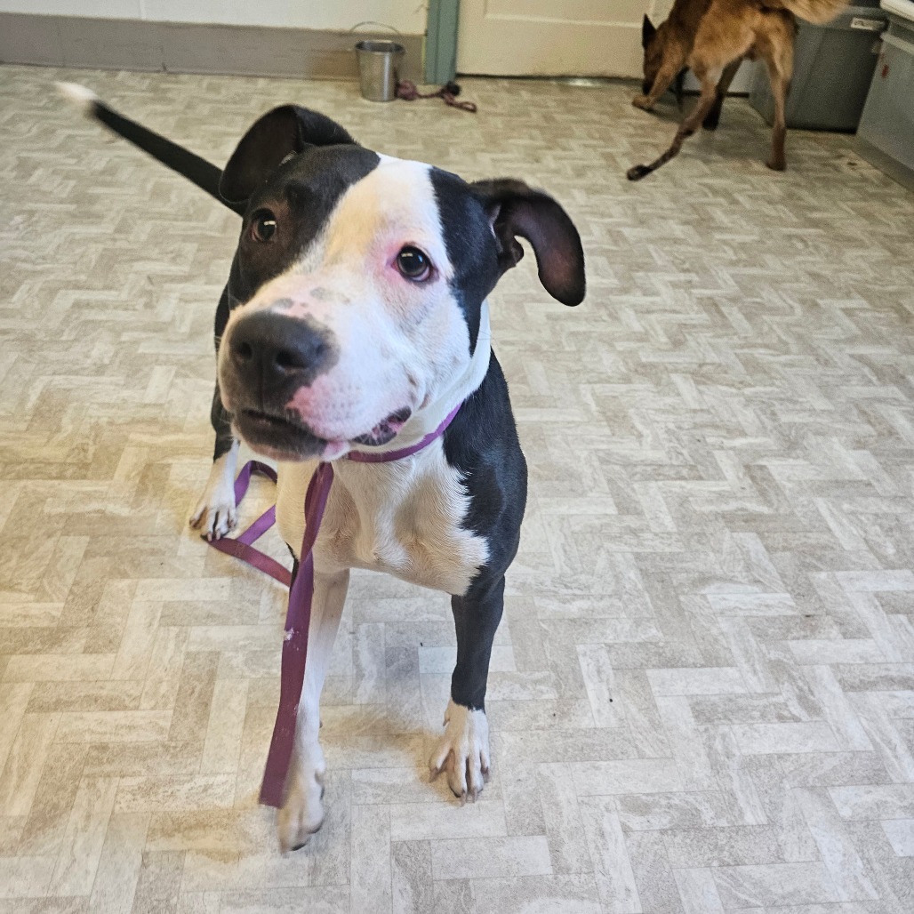 Squeeks, an adoptable Pit Bull Terrier in Mount Shasta, CA, 96067 | Photo Image 1