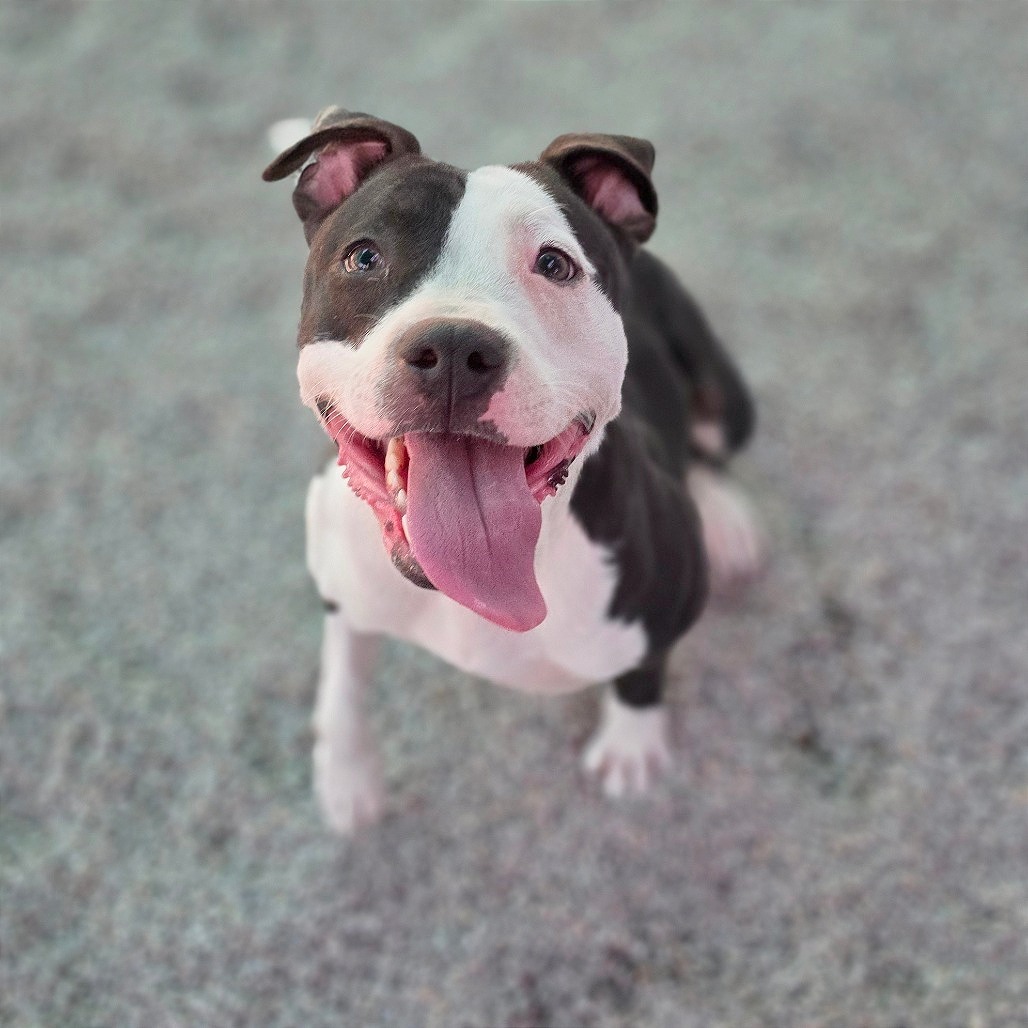 Squeeks, an adoptable Pit Bull Terrier in Mount Shasta, CA, 96067 | Photo Image 1