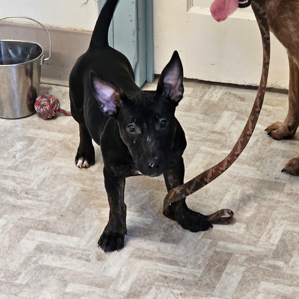 Bunny, an adoptable Pit Bull Terrier in Mount Shasta, CA, 96067 | Photo Image 1