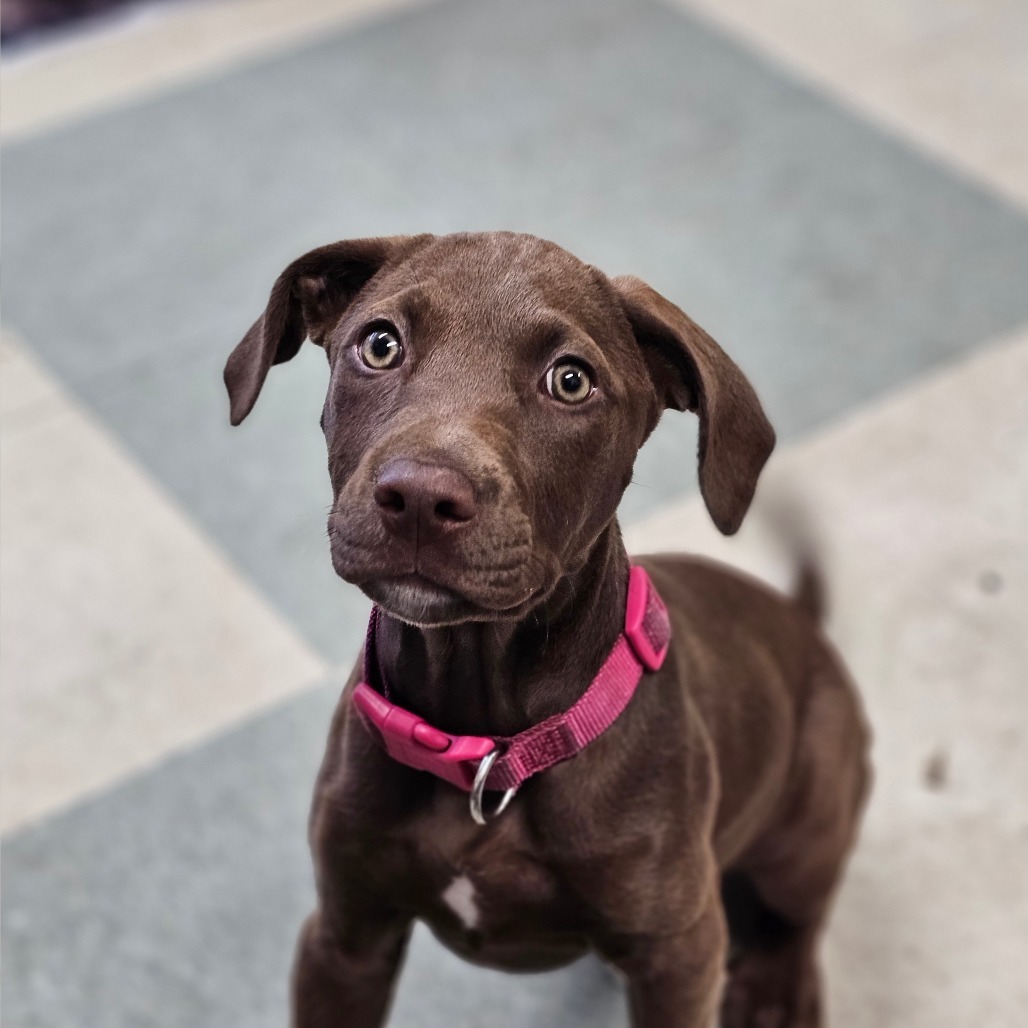 Fiona, an adoptable Chocolate Labrador Retriever in Mount Shasta, CA, 96067 | Photo Image 1