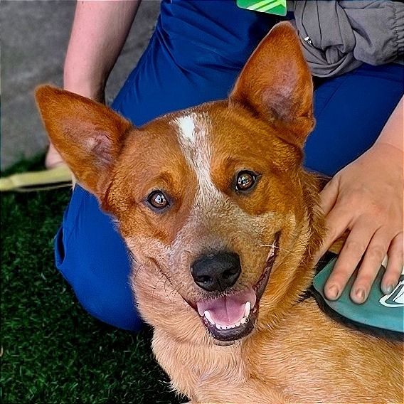 Kevin, an adoptable Cattle Dog in Mount Shasta, CA, 96067 | Photo Image 1