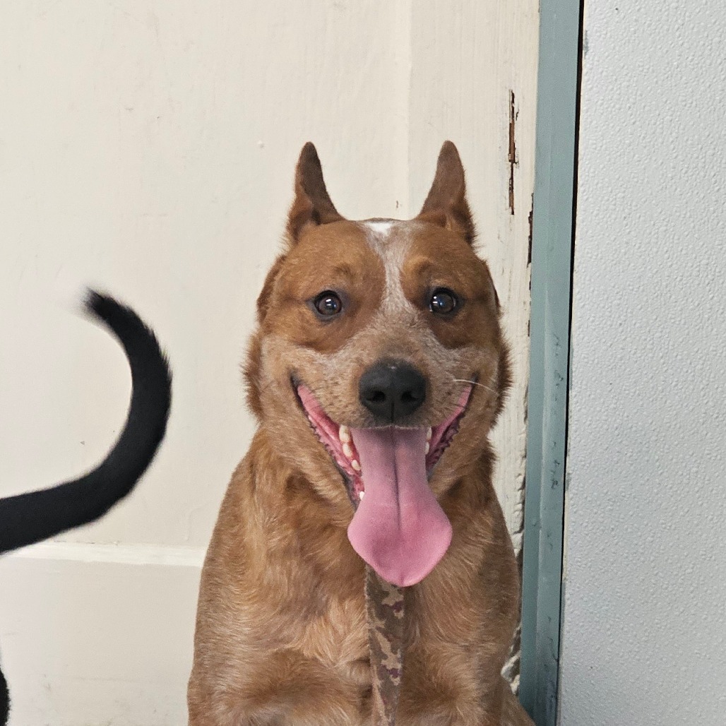 Kevin, an adoptable Cattle Dog in Mount Shasta, CA, 96067 | Photo Image 2
