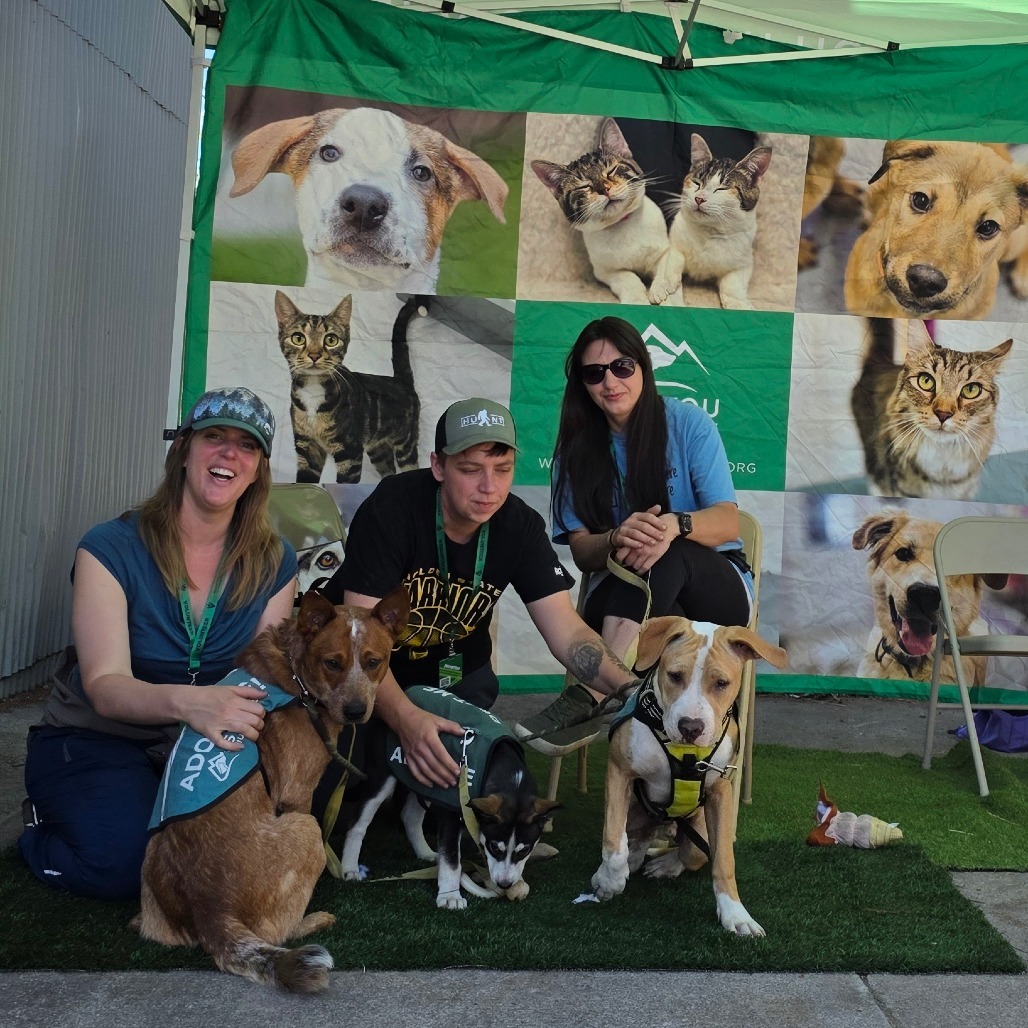 Kevin, an adoptable Cattle Dog in Mount Shasta, CA, 96067 | Photo Image 3