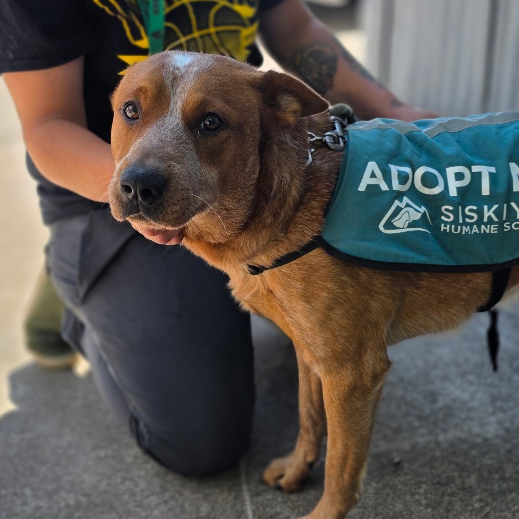 Kevin, an adoptable Cattle Dog in Mount Shasta, CA, 96067 | Photo Image 4