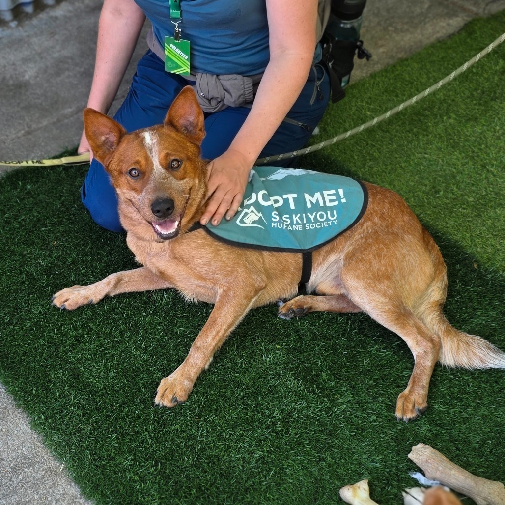 Kevin, an adoptable Cattle Dog in Mount Shasta, CA, 96067 | Photo Image 5