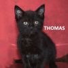 Thomasina photo 3