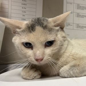 Blue, Adult Male Domestic Short Hair