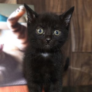 Simon/TOMMY, Baby Male Domestic Short Hair