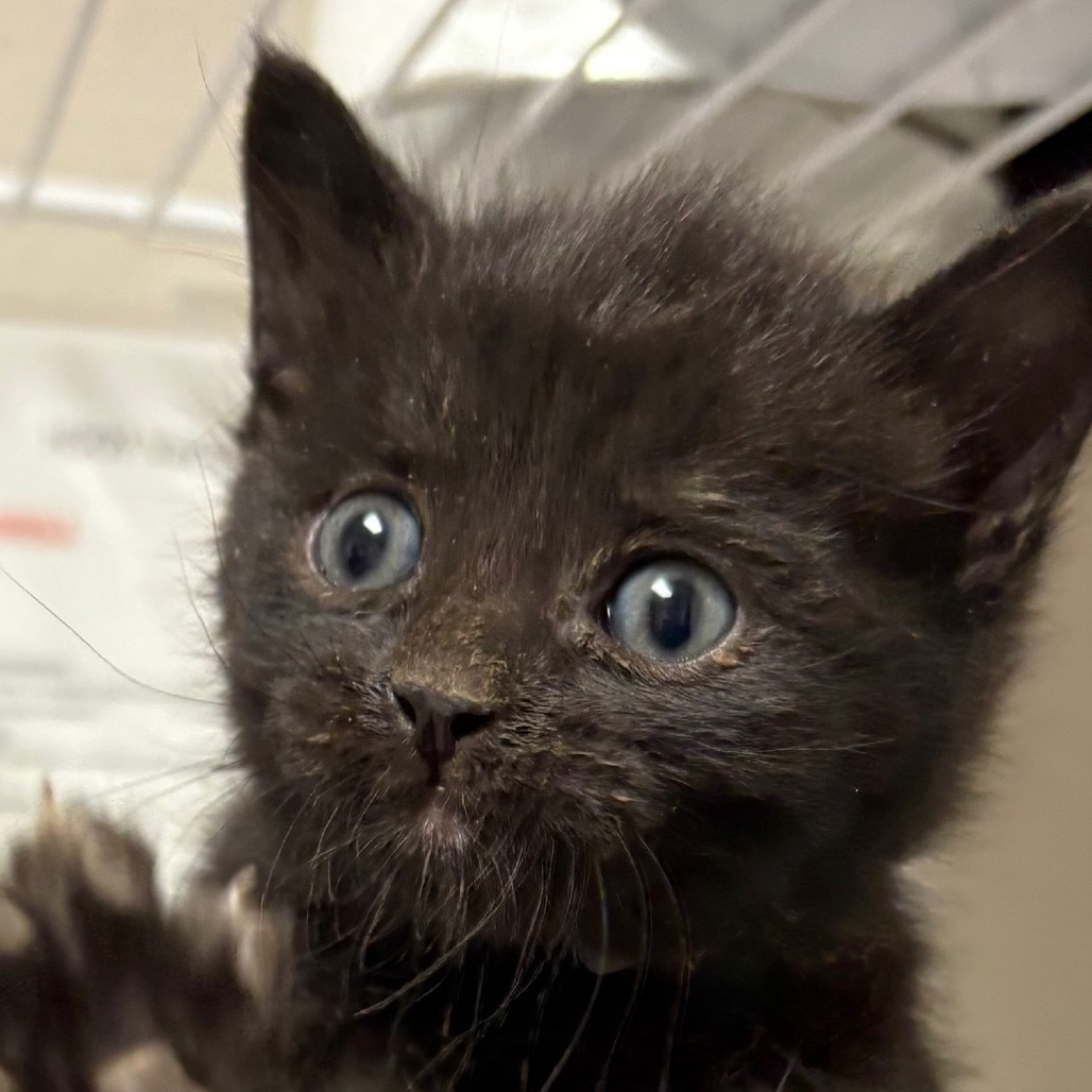 Simon/TOMMY, an adoptable Domestic Short Hair in Yuma, AZ, 85365 | Photo Image 2