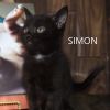 Simon/TOMMY photo 3