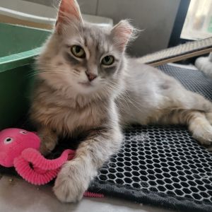 Alice, Adult Female Domestic Long Hair