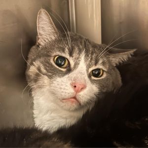 Aiko, Adult Male Domestic Long Hair
